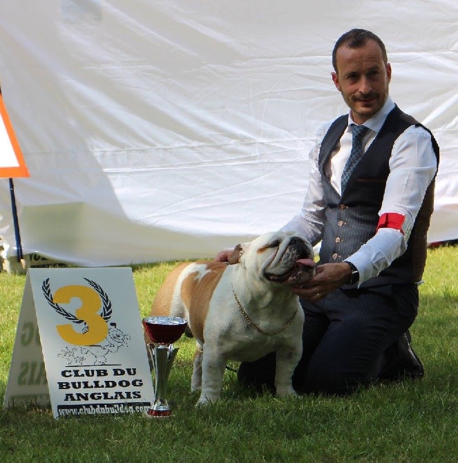 ENGLISH BULLDOG CLUB CHAMPIONSHIP SHOW 2016  FRANCE