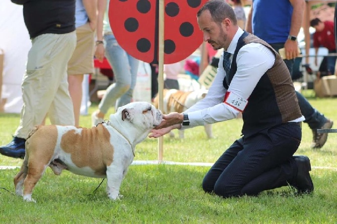 ENGLISH BULLDOG CLUB CHAMPIONSHIP SHOW 2016 FRANCE